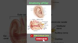 Anatomy of Ear  Ear Anatomy earanatomy mbbs biology anatomy [upl. by Lorant953]