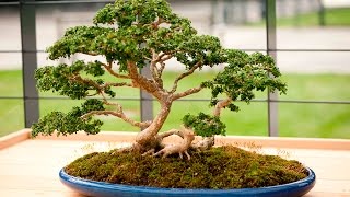 Buxus Bonsai Tree [upl. by Pul897]