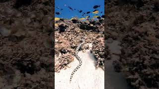 Unveiling the Snake Eel A Fish in Disguise [upl. by Davidson]