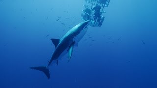 Scuba Diving with Great White Sharks [upl. by Ahsain]