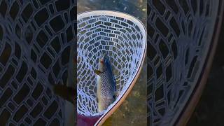 Fly Fishing for Scottish Sea Trout [upl. by Dina]