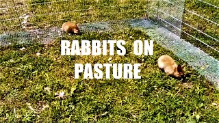 DIY Meat Rabbit Pasture Pen  Raising Rabbits on Grass Without Tractors or Electric Fencing [upl. by Llerrah794]