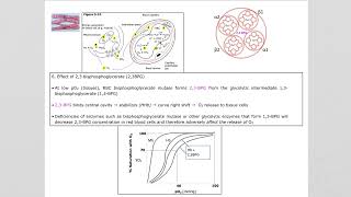 39B Myoglobin amp Hemoglobin in Action [upl. by Iduj]