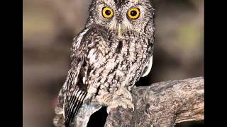 42 Screech Owl Whiskered Female bark call screech [upl. by Bornstein]