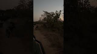 Have you ever heard this sound on Safari  Monwana Game Lodge  Thornybush Nature Reserve wildlife [upl. by Hildegaard]