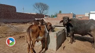 Pind Punjab Da  Attari Sham Singh  Nankana Sahib  Village life  Village History [upl. by Merfe884]