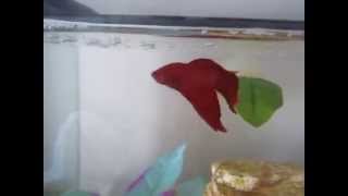 How to teach your Betta 4 different tricks [upl. by Amzu886]