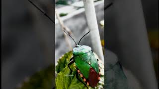 Golden GreenGiant Green Shield BugPycanum Rubens naturelovers aestheticvideo [upl. by Mick]