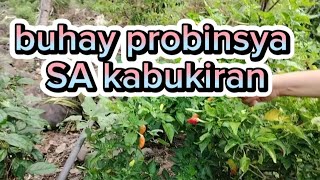 buhay probinsya may vacation in Philippines [upl. by Erdnuaed]