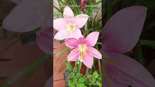 Zephyranthes Carinata Rosepink zephyr Lily or Pink Rain Lily [upl. by Ladonna704]