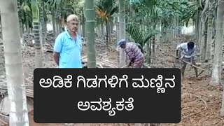 ಅಡಿಕೆ ತೋಟ ಅಡಿಕೆ ಗಿಡಗಳಿಗೆ ಮಣ್ಣಿನ ಅವಶ್ಯಕತೆ arecanutcultivation betalnut plantation in karnataka [upl. by Nabalas682]