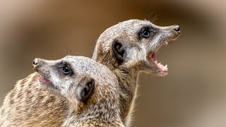 Mongoose habitat and behavior in the wild [upl. by Bertrand50]