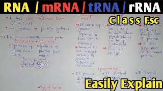 Nucleic Acid  RNA And Its Types  Class 11 Biology [upl. by Mure304]