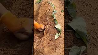 Amazing Sweet Potato Growing Techniques satisfying farming [upl. by King205]