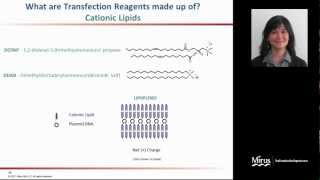 Transfection 101Basic Mechanism of Transfection [upl. by Kimberley]