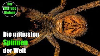 Wanderspinne Trichternetzspinne usw  Die giftigsten Spinnen der Welt [upl. by Eoz]