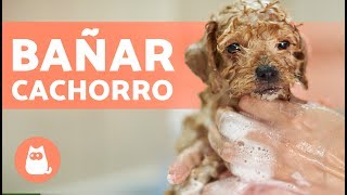 Cómo BAÑAR a un PERRO CACHORRO por primera vez [upl. by Otrebire]