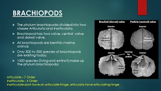 Brachiopods  Evolutionary Trend in Brachiopoda  Invertebrate Paleontology [upl. by Ainex]