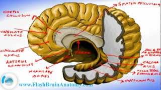 Brain Anatomy  Brain Fornix and Ventricle Anatomy [upl. by Thirzia840]