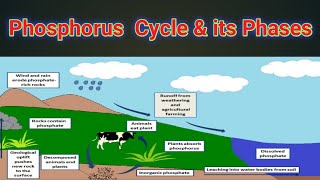 What is phosphorus Cycle and its Phases [upl. by Naivaj]