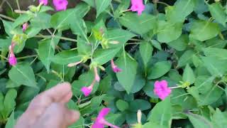 Mirabilis jalapa the marvel of Perufour oclock flower  Keep Gardening shorts viral garden [upl. by Odnala]