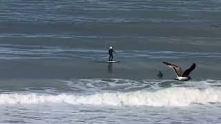 SUP surf OB Feb 13 2024 [upl. by Dahsar]