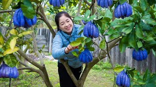 Harvest Finger citron Goes To Market Sell  Harvesting and Cooking  Lý Hương Song [upl. by Tann]