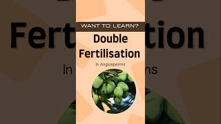 Double Fertilisation l Sexual reproduction in flowering plants 🪴 angiosperms ytshorts bioscient [upl. by Ataeb979]