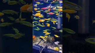 Zebra Fish Breeding shorts zebrafish monsterfishdom short shortvideo shortsvideo trending [upl. by Znerol447]