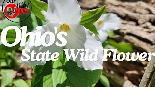 Ohios state wildflower [upl. by Hugon]