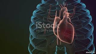 The Human Heart Structure Function and Health Explained [upl. by Rexer129]