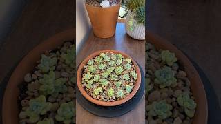 Succulent Tips Propagating Sedum Clavatum 🪴 succulents suculentas propagate [upl. by Coriss976]