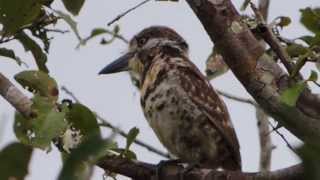 COLOMBIA BIRDING AND NATURE TOURS THE ENDEMIC BIRDS [upl. by Faubion]