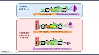 Cell Biology and Cancer [upl. by Oicanata]