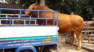 DIPAMERIN HARTA KARUN  JEMPUT quotSENOquot SAPI JUMBO KANDANG LAMA WARISO [upl. by Annahpos746]