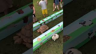 Turtle vs Rabbit match😀 [upl. by Witcher425]