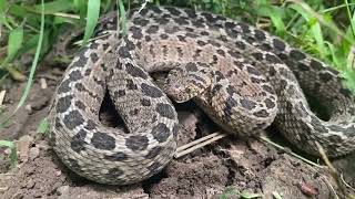 Common Eggeater Dasypeltis scabra [upl. by Iadahs]