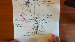 Botulinum Toxin Mechanism Part 2 [upl. by Haughay279]