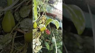 Bulbophyllum Crassipes Orchid blooming budorchidflowers naturesorchid flowers [upl. by Anahcar]