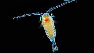 Facts Copepods [upl. by Ayotaj]