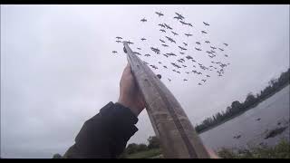 The delayed season opener duck shooting wildfowling waterfowling Ireland Lough Neagh Shotkam hunting [upl. by Ahseele507]