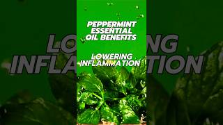 Peppermint Essential Oil Benefits  Inflammation [upl. by Raine]