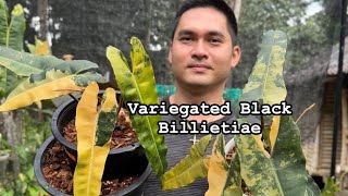 Variegated Black Billietiae [upl. by Methuselah]