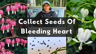 How To Collect Bleeding Heart Seeds  Plant Bleeding Heart Seeds amp Grow Plants [upl. by Belayneh]