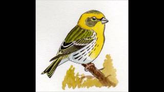 APPRENDRE LES CHANTS DOISEAUX  18 Le Serin cini [upl. by River]