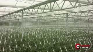 Sandylands Nurseries greenhouse in UK  English Subtitles [upl. by Malva]