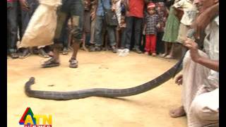 ATN News quotJole Jongolequot King Cobra [upl. by Sisely]