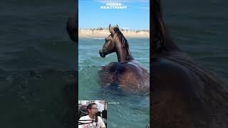 Horse Reaction fyp reels short Part 11 [upl. by Llertram]