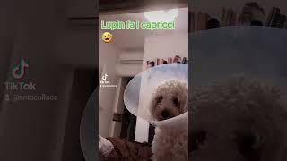 VIDEO DIVERTENTI TIKTOK DOG RISATE PAZZE 🤣 🤣 🤣 🤣 lampo lupiniii risate amore [upl. by Ezarras864]