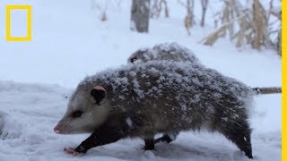 Les opossums des drôles de marsupiaux [upl. by Bronwen136]